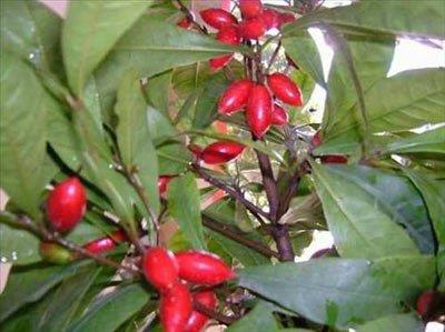 <b>Tatl ilek- Miracle Fruit:</b> Bat Afrika'ya has ilgin bir ilek trdr. Miracle olan ismi miraculin denen iinde bolca bulundurduu maddeden gelir. Glikoprotein ierir. Meyve yendiinde hafif tatldr ama saatler getikten sonra glikoprotein ortaya kar ve azdaki dier tatlarn hepsinin yok eder ve eker tad azmz kaplar. zerine limon yerseniz urup tad ortaya kabilir. Ani tatl knn sebebi, miraculin denen maddenin dildeki tat alglarn bozup, dilin tat yerine asidi alglamas olarak aklanabilir. Tatl alglayclar beyne, asit salglayan tm tatlar tatlya dntrmesi konusunda komut verir. 70'lerde meyvenin beslenmede kullanlmas dnlmtr. Bu ekilde eker kullanmadan meyve sayesinde yediklerimiz ekere dntrlebilir. Bu da dardan alnan eker miktarn drr. Ama ne yazk ki eker reten irketler tarafndan, bu giriime ket vuruldu. Son iki yldr meyve yine poplerlik kazanmaya balad. ilekler kurutulup ihra ediliyor. ilei yiyenler bir kere ilekten yiyip dier yedikleri her eyde bu tad alyorlar.