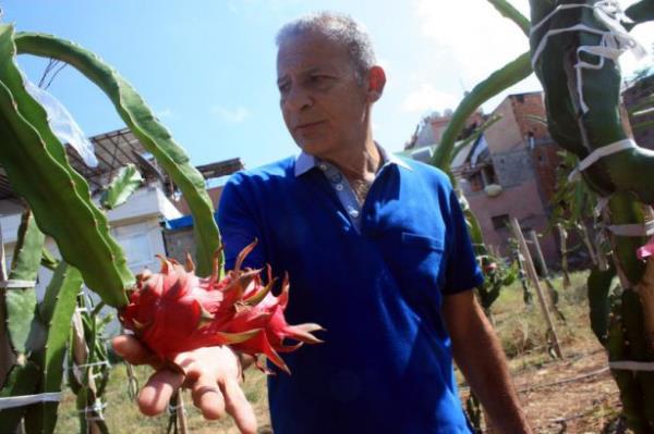 Tanrverdi, 12 yl nce deneme ekimi yapt Pitaya'nn tohumu ve dal retimini gelitirmek iin de 4 yldr ura verdiini, bu sre sonunda bu meyveden 10 eit retmeyi baardn syledi. Pitaya'nn iek atktan yaklak 30 - 50 gn sonra meyve verdiini belirten Tanrverdi, "Byk market ve manav raflarnda bulunabilen Pitaya'nn tanesi 35 ile 40 lira arasnda sata sunuluyor" dedi.