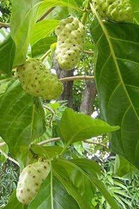 <b>Noni- Hint Dutu:</b> Hint dutu olarak da bilinen meyvenin anavatan Asya'nn gneyi ve Avustralya civarlar olsa da tropik blgelerde yetitirilir. Aa yl boyunca meyvelerini tar, meyveler olgunlarken ok keskin bir koku yayar. Kokusundan dolay peynir meyvesi olarak da bilinir. Kt kokusuna ramen, lif, A vitamini , protein, demir ve kalsiyum bakmndan zengindir. Pasifik adalarnda dzenli beslenme iin ideal bir besin olarak grlr. Gvete piirilebilir ya da tuzla yenebilir.