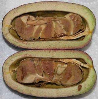 <b>Safou:</b> Her mevsim yeil kalan bir aac vardr, Afrika'nn nemli tropikal ormanlarndan Nijerya ve Angola'ya kadar uzanan blgede bulmak mmkndr. Afrika armudu olarak da bilinen dikdrtgen meyvenin rengi koyu mavi ile mor arasnda deiiklik gsterir. 14 santime kadar uzayabilir, iindeki et yeildir. % 48'i vcut iin gerekli ya asidi, amino asit, vitamin ve trigliseritten oluan meyvenin Afrika'daki ala son verebilecei syleniyor. Bir hektar alana ekilen meyveden 7-8 tona kadar ya karlabilir ve meyvenin tm ksmlar kullanlabilir