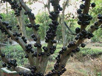 <b>Jabuticaba:</b> Asma aac eklindeki bitki Brezilya'nn gneydousunda bulunur ve ilgin bir aatr. Aac ilgin klan ey gvdesinde bulunan meyvelerdir. nce tm tm aa gvdesini sar ile beyaz iekler kaplar ve bu iekler meyveye dnr. Kaln mor kabuunun altnda yumuak jelatinimsi eti ve birka da ekirdek vardr.Tatl bir meyvedir, yenilebilir. Likr ya da araba da dntrlebilir. Ne yazk ki dalndan kopan meyve dayankl deildir ve 3-4 gn ierisinde ekimeye balar.