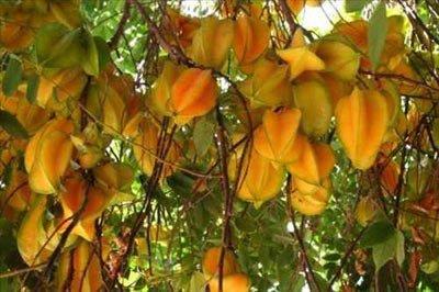 <b>Yldz Meyvesi- Star Fruit- Carambola:</b> Carambola olarak da bilinen yldz meyvesinin anavatan Filipinler'dir. Gneydou Asya,Asya'nn dousu, Gney Amerika, Florida ve Hawaii'de yaygn olarak bulunur. Boyuna 5 knts olan meyve, ortasndan kesildiinde yldza benzer. C vitamini ve antioksidan bakmndan zengindir. Rengi olgulatnda parlak sarya dner. Mumlu kabuu vardr ve meyvenin tm ksmlar yenebilir. i sulu, kabuu ise gevrektir.