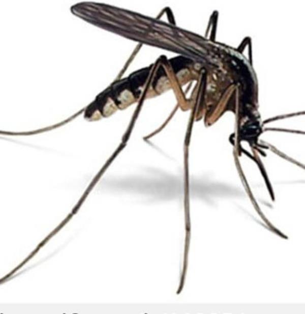 12.Sivrisinek kabusunun son bulmas