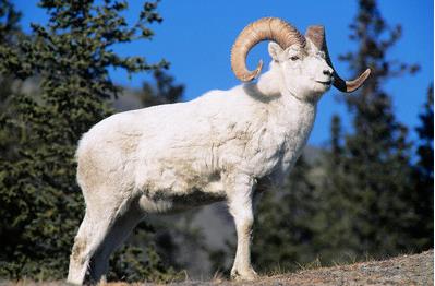 &#8220;&#8211; En iyi et, koyunun srt etidir.&#8221; buyurmulardr. Hayvanlarn sa taraf etleri, sol taraf etlerinden daha stn ve hafiftir. Et, ikembeden uzaklatka deeri artar. Yine bir hadislerinde: &#8220;Sizden biriniz orba yapmak iin et satn aldnda suyunu ok koysun. Zira yiyen kii orbann iinde et bulamazsa, suyundan ier. nk et suyu, iki etten birisidir.&#8221; demilerdir.