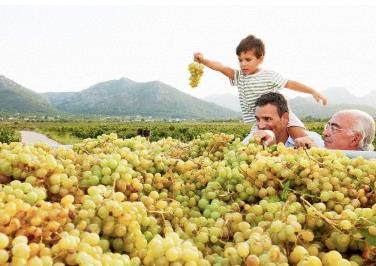 ZM: Efendimiz -sallllhu aleyhi ve sellem- zmn yana da, kurusuna da bereketli olmas iin du etmitir. zm, en sevdii meyvelerden biridir. zm, salkmnn altndan balanarak yenmesinin snnet olduu rivayet edilir. Ziyad b. Ebi Hind anlatyor: Peygamber Efendimize kuru zm gnderdi, bunun zerine yle buyurdu: &#8220;Kuru zm ne gzel yiyecektir. O sinirleri salamlatrr, hastalklar giderir, kzgnl sakinletirir, az kokusunu gzelletirir, balgam keser, benzi ho eyler.&#8221;