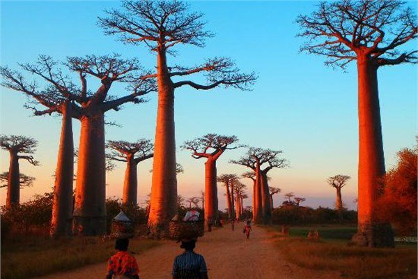 Baobabs Bulvar  <br>Morondava, Madagaskar</br>