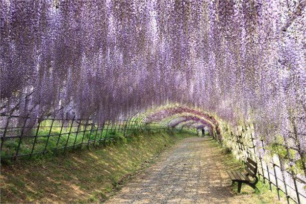 Kawachi Fujien  <br>Fukuoka Prefecture, Japonya</br>