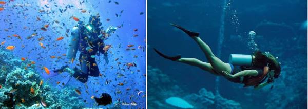 Scuba Diving (Tpl Dal): Son derece zevkli bir spor olmakla beraber son yllarda poplaritesi olduka artmtr. Kurs almanz gerekiyor, fiziksel zellikleriniz uygun olmal...Su altnda yer alan gzellikleri tanmak iin inanlmaz bir frsat... Dinlendirici, sakinletirici...Ama sk bir disiplin ve kurallara uymak art, akas yok...