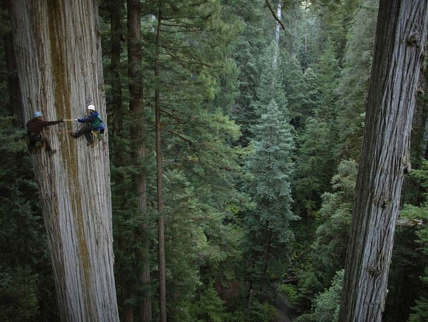 Devasa Kzl aalara trmanmak