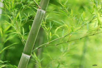 <p>Dnyann en hzl byyen bitkisi Bambu, gnde 90 cm.</p>    Bambu aac topraa tohum olarak ekilir 5 yl boyunca gbrelenir,sulanr ve 5. yln sonundafilizlenmeye balar. Bu aamadan sonra inanlmaz bir eklde 6 ay ierinde 27 metre gibi bir boya ular. zellikle unuda beklirtmek gerekir ki bir bambu aac 1 gn ierisinde ortalama 90 cm uzar.