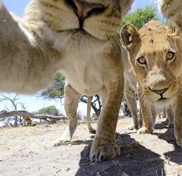 Yeni dnemin lgnl "zekim" olarak Trkeletirilmeye allan "selfie"... Bir lgnlk dnyay sarar da hayvan dostlar bunun dnda kalr m? Lemur, kaplumbaa, aslan ve dahas... te selfie lgnlna katlan ve selfielerini eken hayvanlarn pozlar...