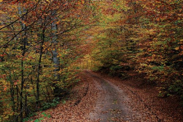 Yedigller: Yedigller'in yemyeil doas, huzur ve dinginlik arayanlar iin ideal.