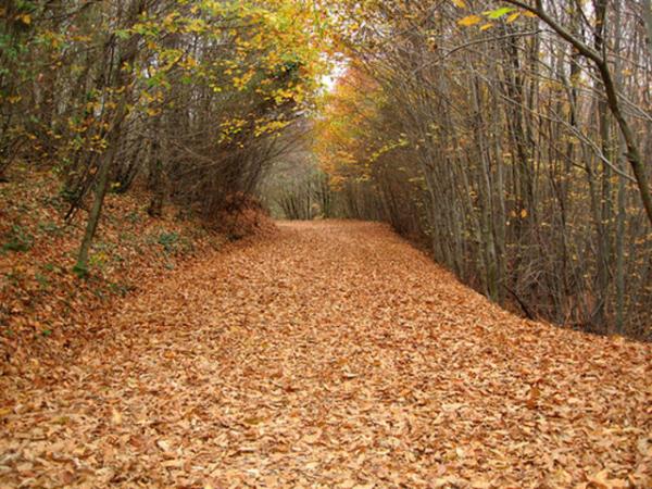 stanbul - Polonezky: stanbul'dan uzaklamak istemeyenler iin sonbaharn gzelliini Polonezky'de doann kalbinde yaamak mmkn.