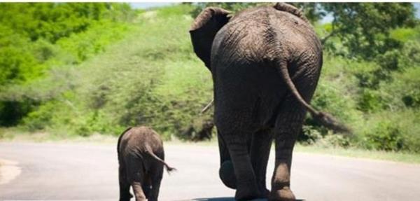 Fillerin rengi aslnda gri deil tam olarak kzl-toprak rengidir. Gri grnmlerinin sebebi vakit geirmeyi sevdikleri amurlu sulardan knca zerlerindeki suyun kurumasdr.