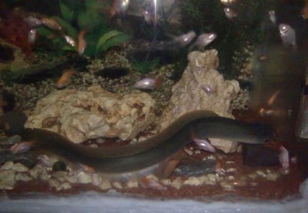 Ylan balklar iftlemek iin 6000 km yol katederler