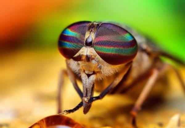 Sinekler ellerini ovuturup kafalarndan geirme hareketini, uarken yapan moleklleri temizlemek iin yaparlar.