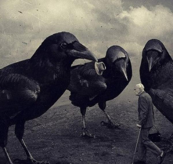 En zeki hayvanlardan biri olarak kabul gren kargalar, tpk insanlar gibi yal ebeveynlerini yllar sonra gidip ziyaret ederler.