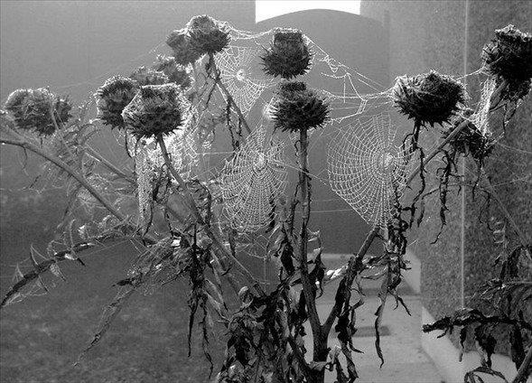 rmcein a, ipekbceinin ipeinden de daha dayankl ve gzeldir.