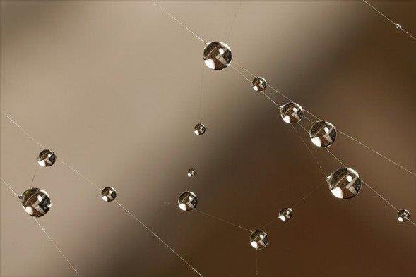 Alarn bir noktaya balayp, kendilerini hava akmna brakan rmcekler, bu sayede karada 5 km, denizde ise kilometrelerce srklenebilirler...