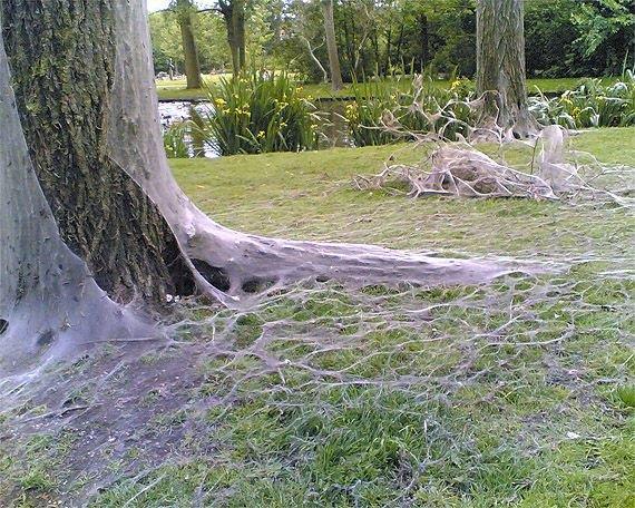 Anotaux: "Alzheimer gibi insana zg nrolojik hastalklarn incelenmesinde sirke sinekleri kullanld. rmcekler neden olmasn?