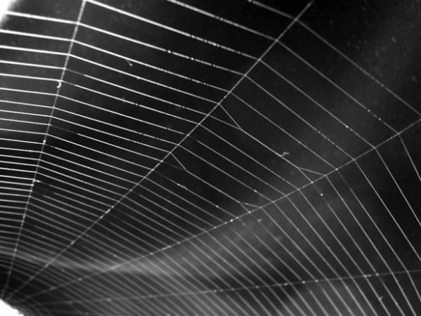 Avrupa'da yaygn bir rmcek trnn birbirinin ayn iki ereveye rd alar inceleyen Anotaux, ilgin bir ey fark ettti.