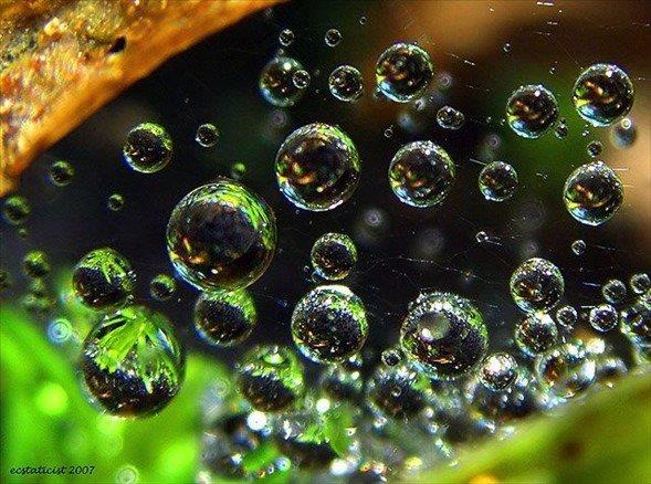 rmceklerin karnlarnda  a retici organ bulunur. rmcein arka bacaklaryla bu organlarna yapt baskyla a salglanr ve havayla temas edince sertleir.