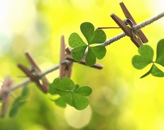 &#8220;Glgeleri ehlinin zerine sarkar, meyveleri de kolayca koparlacak ekildedir.&#8221; nsan 14