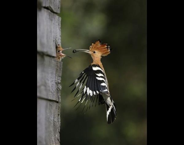 Baz fotoraflar sadece 1 kez ekilebilir. te hayatta belki de sadece 1 kez karlaabileceiniz o anlarn fotoraflar.