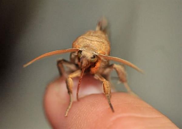 <p><b>Vampir Gveler</b></p>    Calyptra, Sibirya'da yaayan ve "Vampir gve" olarak anlan bir tr. Normalde meyve ile beslenen bu canllarn bazlar, meyve kabuklarn delmek iin kullandklar ineyi insan ve hayvanlarn derilerinde de kullanabileceklerini kefetmeleriyle beraber, kanla beslenmeye baladlar. stelik sivrisinekler gibi kan alp beslendikten sonra ayrlmak yerine damara balanp uzun sre orada kalyorlar. Onlara vampir denmesinin nedeni de bu. stelik bilim insanlar Calyptra'nn yani "vampir gve"nin kresel snma nedeniyle dnyann pek ok yerinde grlmeye balandn bildiriyor.