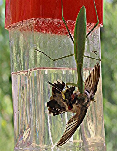 Peygamberdevesi, tropik ve scak blgelerde yaayan ve genellikle baka bcekler ile beslenen bcek trlerinden oluan geni bir familya. Hamambcekleri ile akraba olan bu bcek ailesi, 1800 bcek trnden oluuyor. stelik peygamberdevesi yamyam olmasyla da tannyor. zellikle iftleme srasnda diilerinin, erkeklerini yedii bu seksel yamyam bceklerin baz trleri, kertenkele, ylan, fare gibi hayvanlara saldryor ve yiyorlar. Ancak onlarla ilgili en artc zellik bu deil. Peygamberdevesinin uan kular da yakalayp yediini biliyor muydunuz?