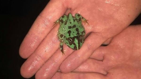 <p><b>Az kendinden byk olan kurbaa</b></p>    Pacman kurbaas, anavatan Gney Amerika olan, yamur ormanlarnda sklkla grlen bir kurbaa tr. 10 yl civarnda yaayan, hareket etmeyi pek sevmeyen, tembel bir hayvan olan bir top grnmndeki Pacman kurbaasnn, sadece yemek yemek iin hareket ettiini biliyor muydunuz? Bunun ok bir nemi yok belki ama ite o hareket etmelerinden sonra olanlar ok artc. Bu minik boyutlardaki hayvan, kendinden ok daha byk boyuttaki fareleri, kertenkeleleri yakalayp yer. Pacman kurbaas, vcudunun yarsna kadar alan az sayesinde bunu yapabiliyor. Ancak bu kabark ihatlar bazen avlarn sindirememelerine ve lmelerine de yol ayor.