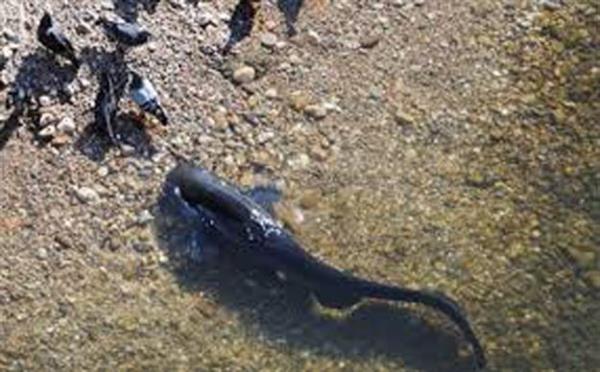 <p><b>Kedi balklar da ku avlamaya balad</b></p>    Kedilerin kular avladklar bilinir ama ya kedi balklarnn? Kanatllarn suda avlandklar ve balkla beslendiklerinin rnei oktur ama tatl suda yaayan en byk trlerden biri olan "Silurus Glanis" yani kedi balnn, gvercin avlad vuku buldu. Kedi bal aslnda Trkiye'de yayn denilen balkla ayn familya. Genellikle daha kk balklar ve yumuakalarla beslendii bilinen kedi bal, Fransa'da Tarn Nehri'nde gvercin avlarken grntlendi.