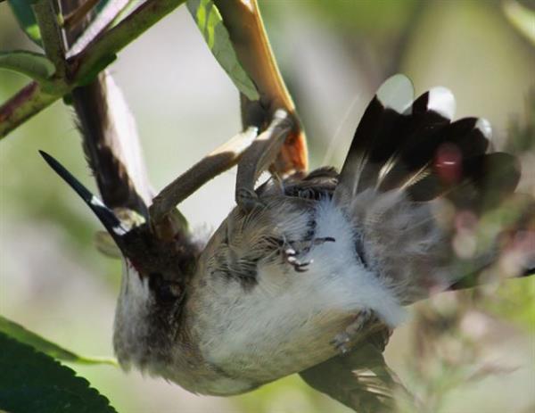 Peygamberdevesi, tropik ve scak blgelerde yaayan ve genellikle baka bcekler ile beslenen bcek trlerinden oluan geni bir familya. Hamambcekleri ile akraba olan bu bcek ailesi, 1800 bcek trnden oluuyor. stelik peygamberdevesi yamyam olmasyla da tannyor. zellikle iftleme srasnda diilerinin, erkeklerini yedii bu seksel yamyam bceklerin baz trleri, kertenkele, ylan, fare gibi hayvanlara saldryor ve yiyorlar. Ancak onlarla ilgili en artc zellik bu deil. Peygamberdevesinin uan kular da yakalayp yediini biliyor muydunuz?