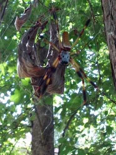 <p><b>Yarasa yiyen devasa rmcekler</b></p>    Antartika dnda her ktada yaayan baz rmcek trleri var ki, onlar yarasa ile besleniyor. Evet, 1 metre geniliinde rdkleri alarna yakalanan yarasalar yiyen bu rmceklerin 10-15 santimetre uzunluunda bacaklar bulunuyor. Bazlarnn ise maaralara girerek, yarasalar uyurken onlar boup ldrdkleri de kaytlara girmi durumda. Bu dev rmcek trlerinin adlar ise: Argiope savignyi, Avicularia urticans, Eriophora, Nephila pilipes, Nephila clavipes, Nephilengys cruentata.