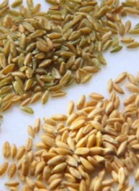 <b>Esmer buday</b> Magnezyum, B vitamini ve manganezin sengin bir kaynadr. esmer buday tketenlerin beden ya yzdelerinin dt, salkl ya oranlarna doru yol aldklar gsterilmitir. E vitamini, selenyum, fenolik asit ve kolesterol dzeylerini dren flavonoidlerce zengin olan esmer buday ramazanda salatalara, ekmeklere eklenerek hem itah kontrolnn salanmas hem de kolesterol seviyelerinin drlmesi iin kullanlabilir.