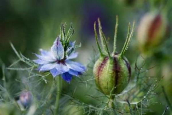 <b>rekotu</b> rekotu birok faydas yannda doygunluk hissi salamasyla da ramazanda tketilmesini nerdiim bir baharattr. Sahurda tlerek ya da tam haliyle salatalara, yourda eklenecek rekotu doygunluk hissi dnda zindelik de yaratr.