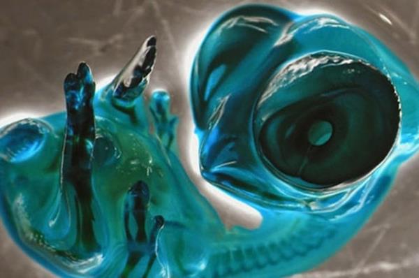 18. Embriyo halindeki civciv