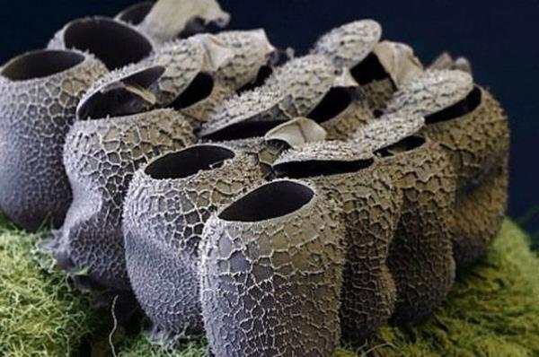 11. Kelebek yumurtas