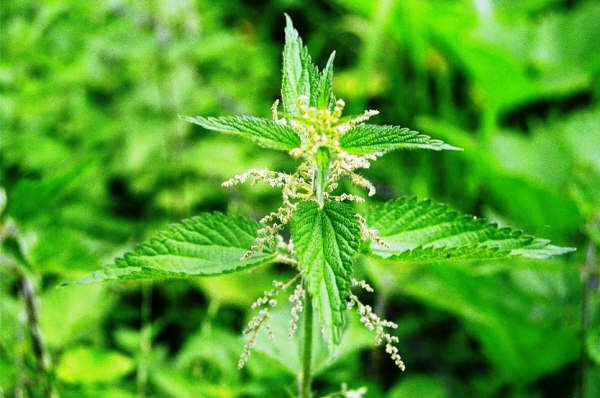 <br><b>Astm ve nefes darlna srgan:</b></br>   Isrgan, yabani bir bitki olduundan pek sevilmese de ifas bol. Tohumu, astm ve nefes darlna iyi gelirken, srgan arpa suyuyla kaynatp itiinizde mukoz salgnn atlarak gsn ferahlamasn salyor. Siyah zeytin ekirdeinden yaplan tts de astm ve akcier hastalklarna iyi geliyor. Meyan kk de yine ayn hastalklara iyi gelen ifal bitkilerden.