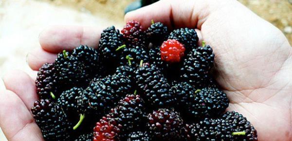 <br><b>Kronik ishaliniz varsa:</b></br>   Dut, sindirim sistemi iin bulunmaz bir hazine. Kronik ishal ve barsak lserlerini gidermede zellikle karadut ok etkili.