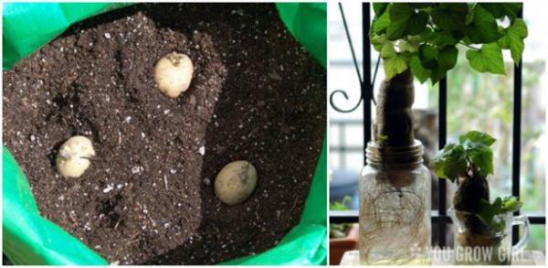 <br><b>Filizlenmi patates</b></br>  Filizlenen patateslerinizi topraa dikerseniz  yeniden byrler.