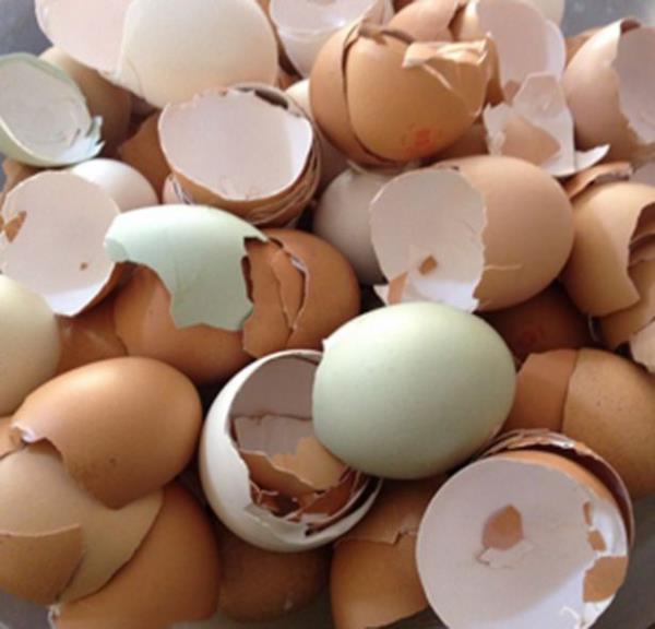 <br><b>Yumurta kabuu</b></br>  Ezerek bitkilerinizin toprana kartrdnzda kalsiyum destei salar.