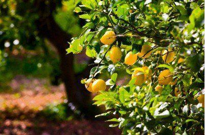 6. Bir mslmann diktii aatan veya ektii ekinden insan, hayvan ve kularn yedikleri eyler, o mslman iin birer sadakadr.