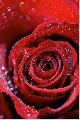 Peygamber Efendimiz (S.A.S)&#8217;in yol gsterici Krk Hadisi...