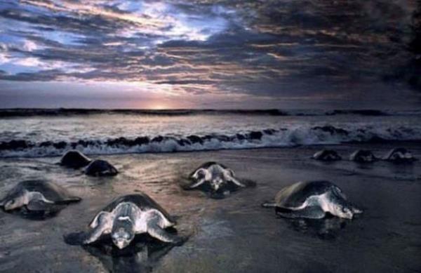 Deniz kaplumbaalar her sene tehlikelerle dolu bir yolculuun ardndan geldikleri plaja yumurtalarn bu sene de brakt.