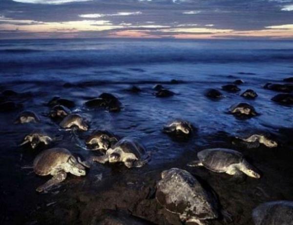 Kaplumbaalarn bu riteline insanlar da plaja gelerek youn ilgi gsteriyor.