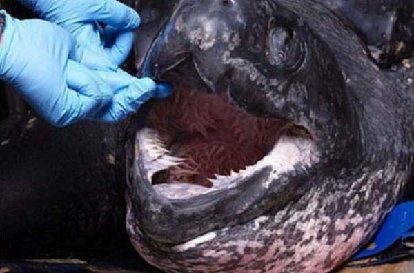 Bu dev yaratn aznn her yeri keskin dilerle kapl.