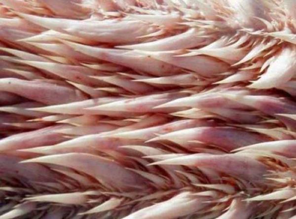 Dev kaplumbaa onlarca sivri keskin dilere sahip.