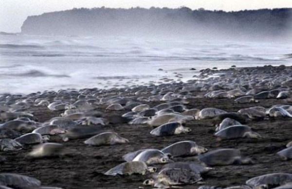 Binlerce deniz kaplumbaas doal reme blgeleri olan Kosta Rika'nn bat kylarn  istila etti.