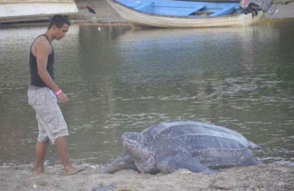 Deri srtl Leatherback Kaplumbaas 2 metreye ulaabilen boyu ve 600 kilograma varabilen arlyla yaayan en byk deniz kaplumbaas olarak kabul ediliyor.